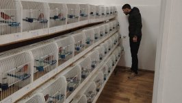 Specijalizovana izložba sekcije D, Kruševac 2024